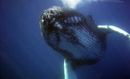 A humpback whale